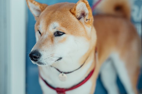 Le shiba inu en alsace : un trésor à découvrir